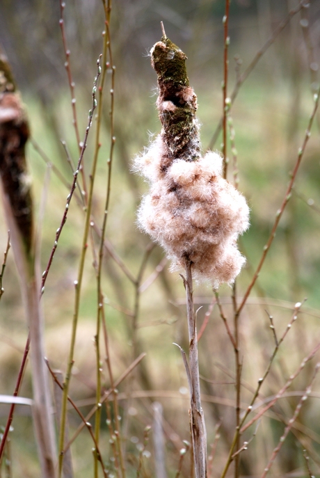 riet met pluisjes