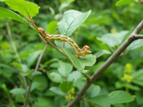 Caterpillar, Szilvasvarad Hongarije..JPG