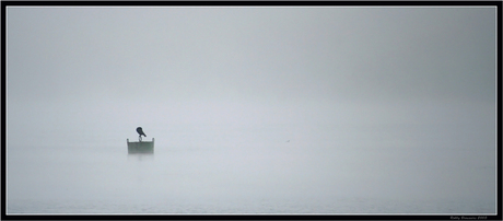 Aalscholver in de mist...