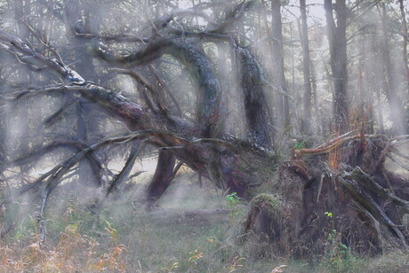 oude boom in spookbos
