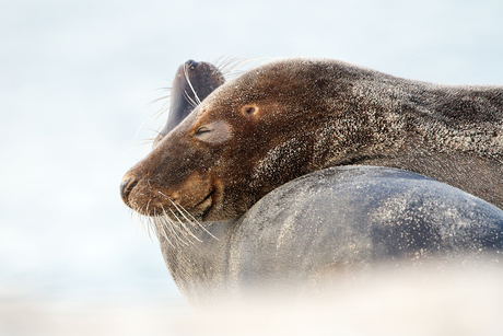 Zeehond Helgoland