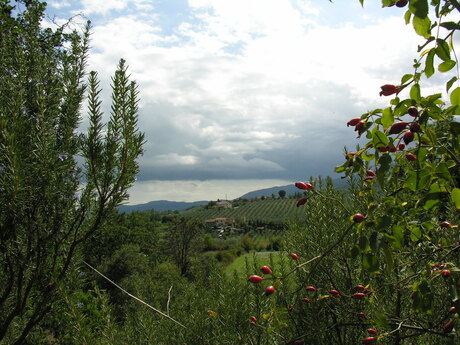 Toscane