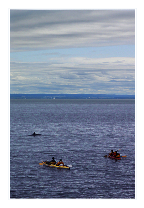 Minke whale