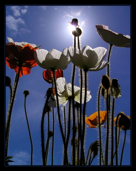 Zomerse papavers