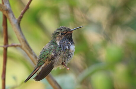 volcano Hummingbird