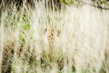 Cheetah in het gras