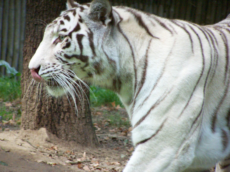 White Tiger