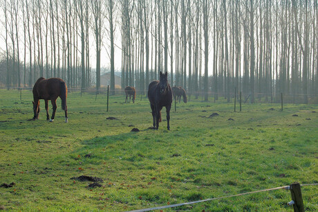 Paarden