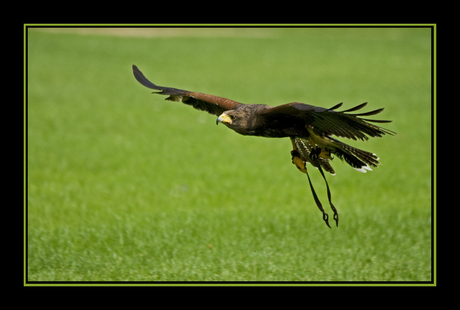 Buizerd