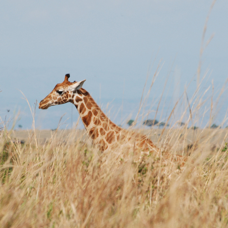 giraffe in het hoge gras