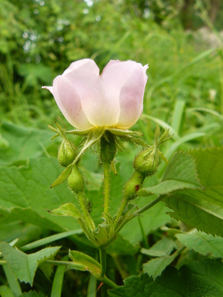 Bloem en Knoppen