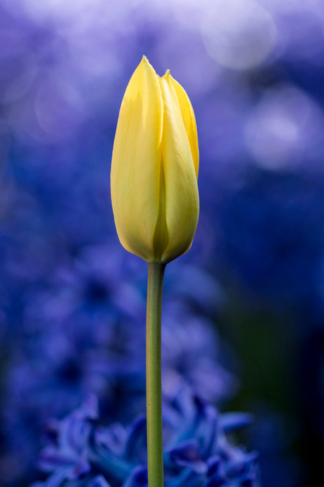De gele tulp