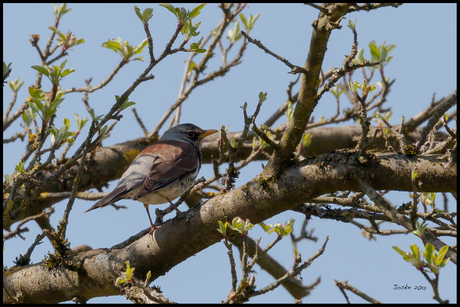 De Kramsvogel