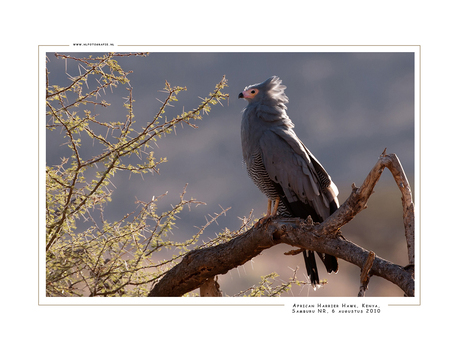 African Harrier-hawk, Kenia