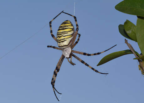 Tijgerspin (Agriope Bruennichi)