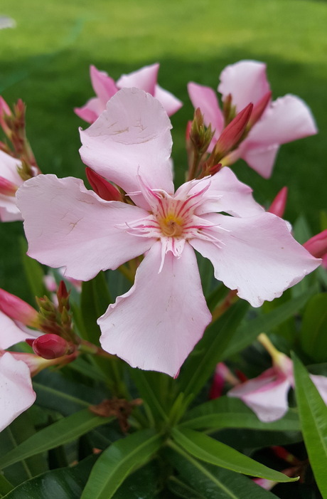 Tropical flower