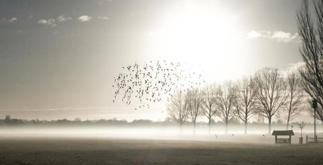 Misty Morning