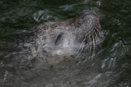 Zeehond