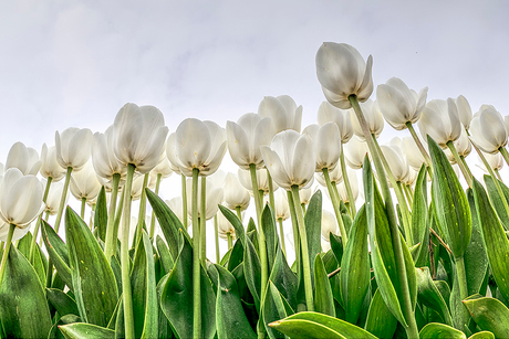 Tulpen uit de Noord Oost Polder