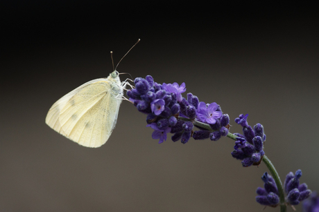 Koolwitje op Lavendel