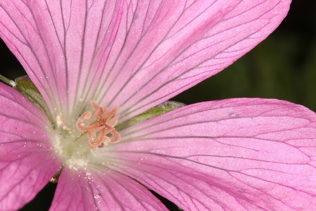 Bloempje in achtertuin