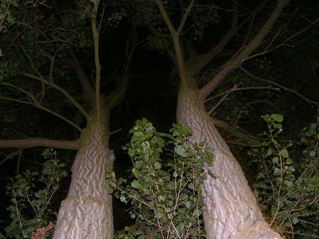 Onder de bomen