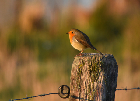 DSC_6678 Roodborstje.