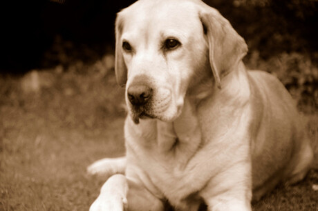 Labrador in de achtertuin