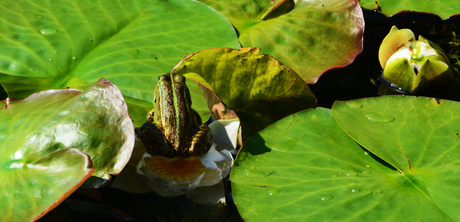 Tussen de water lelies