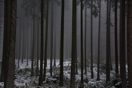 Hunsruck mist in bos