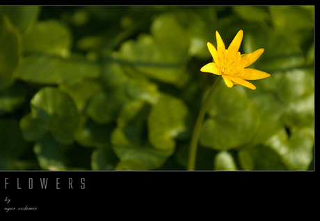 Flowers by : The Yellow One