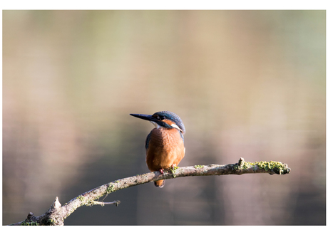 IJsvogel