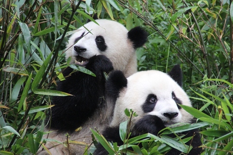 Happy panda's
