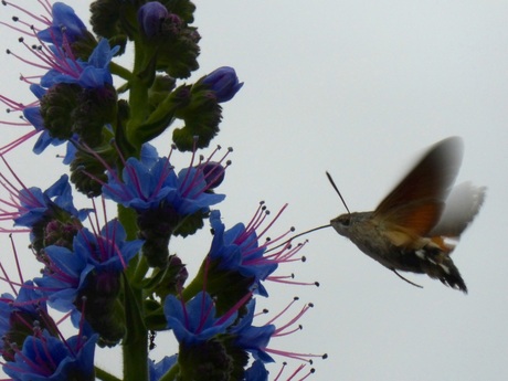 Glasvleugelpijlstaart op Madeira