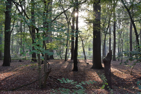 Herfst 2019, De Warande Helmond