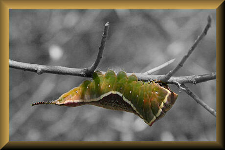 Rups Grote Hermelijnvlinder