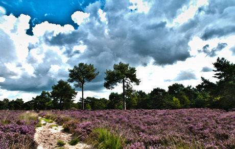 loonse duinen