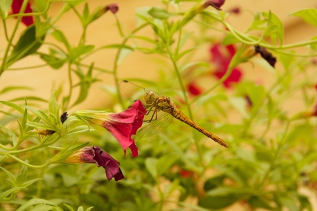 Libelle op een bloem