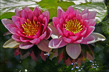 Reflection of water lilies