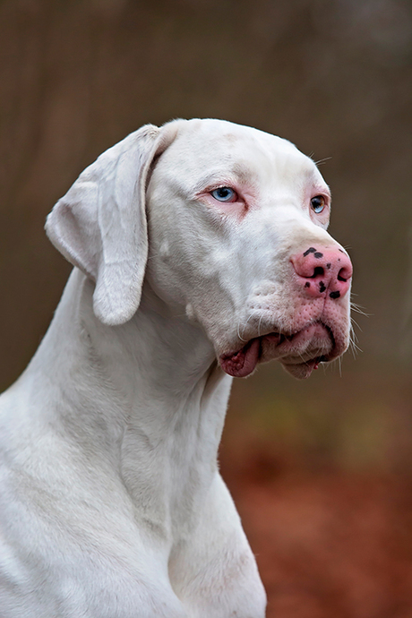 The great white dane