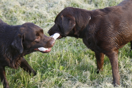 spelende honden