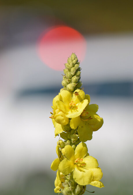 Yellow Flower!!