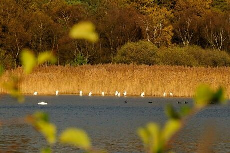 _DSC5550Zilverreigers1.jpg