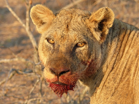 Leeuwin die net gegeten heeft (Sabi sands, Zuid Afrika)