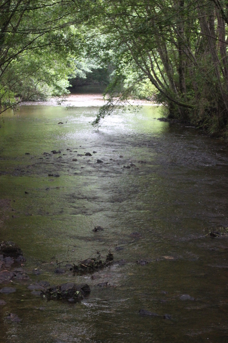 riviertje door t bos