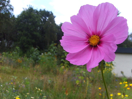 Roze bloem