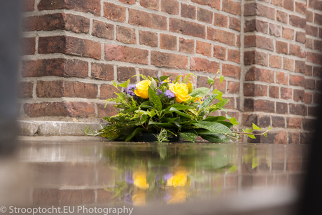 Purple Yellow Roses