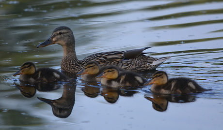 Ma Eend met haar kroost.