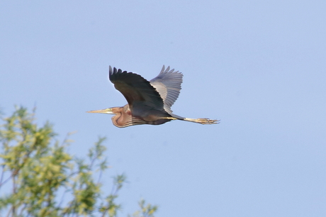 purper reiger