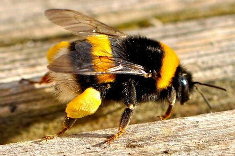 hommel